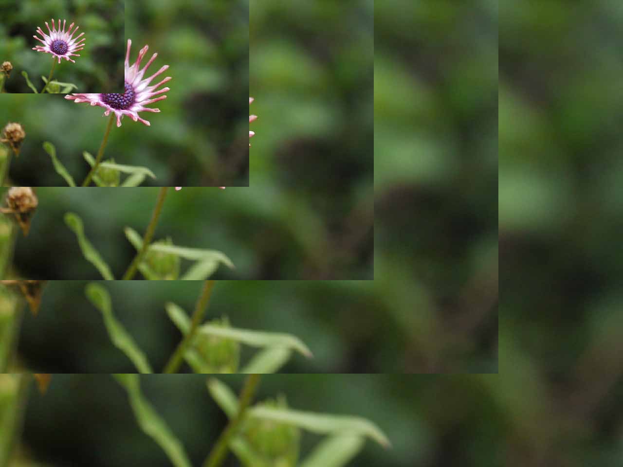 A photo of a flower being layered on top of itself at decreasing size.